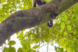 CAHUITA: NATIONAAL PARK SNORKELEN EN WANDELEN *GECERTIFICEERDE LOKALE GIDS*.