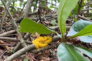 Cahuita Nationalpark og snorkling – privat sightseeingtur