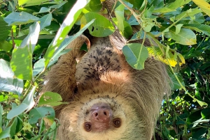 Parc national de Cahuita+Strand et jardin tropical de Maratopia
