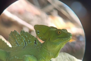 Cahuita: Tour guidato del Parco Nazionale della fauna selvatica e del turismo panoramico