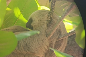 Cahuita: Tour guidato del Parco Nazionale della fauna selvatica e del turismo panoramico