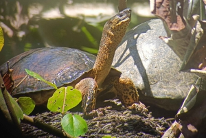 Cahuita: Tour guidato del Parco Nazionale della fauna selvatica e del turismo panoramico