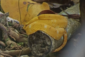 Cahuita: Tour guidato del Parco Nazionale della fauna selvatica e del turismo panoramico