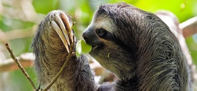 Cahuita National Park