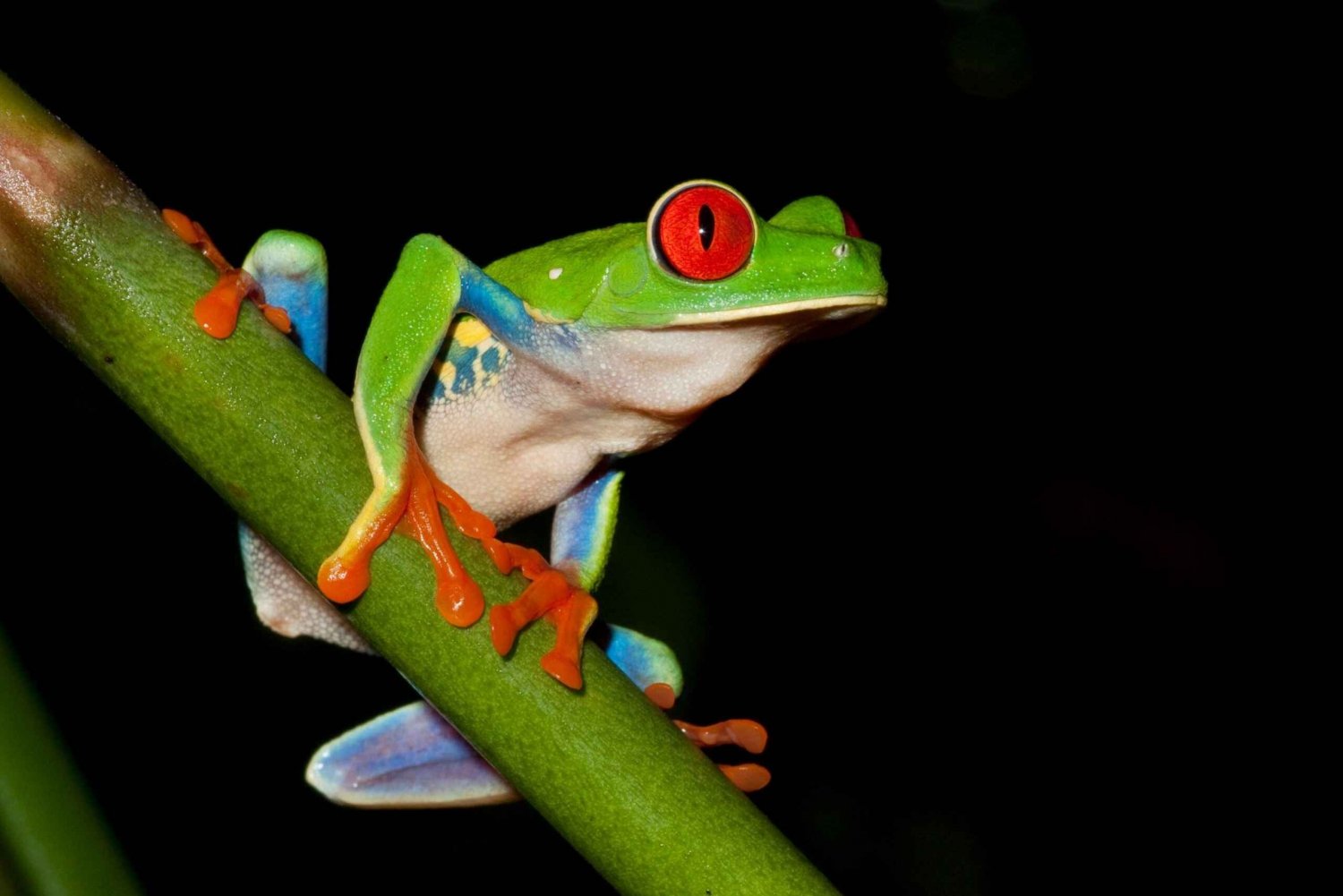 Cahuita: Nature & Wildlife Night Tour in Tropical Forest