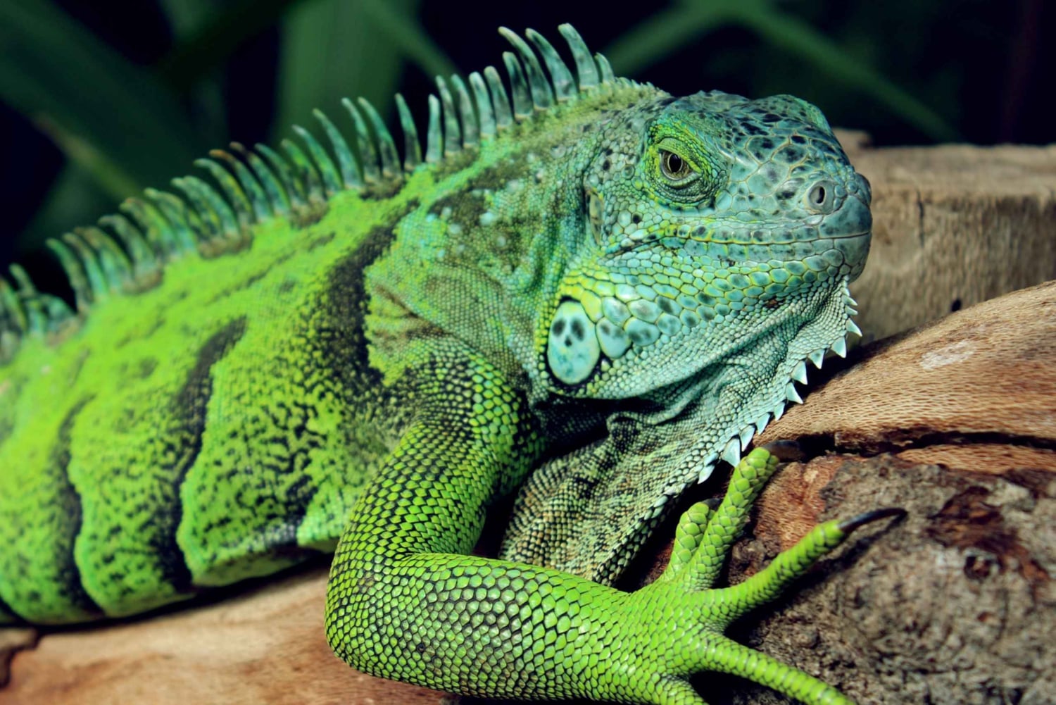 カウイタ：専門ガイドと行く夜の爬虫類ツアー