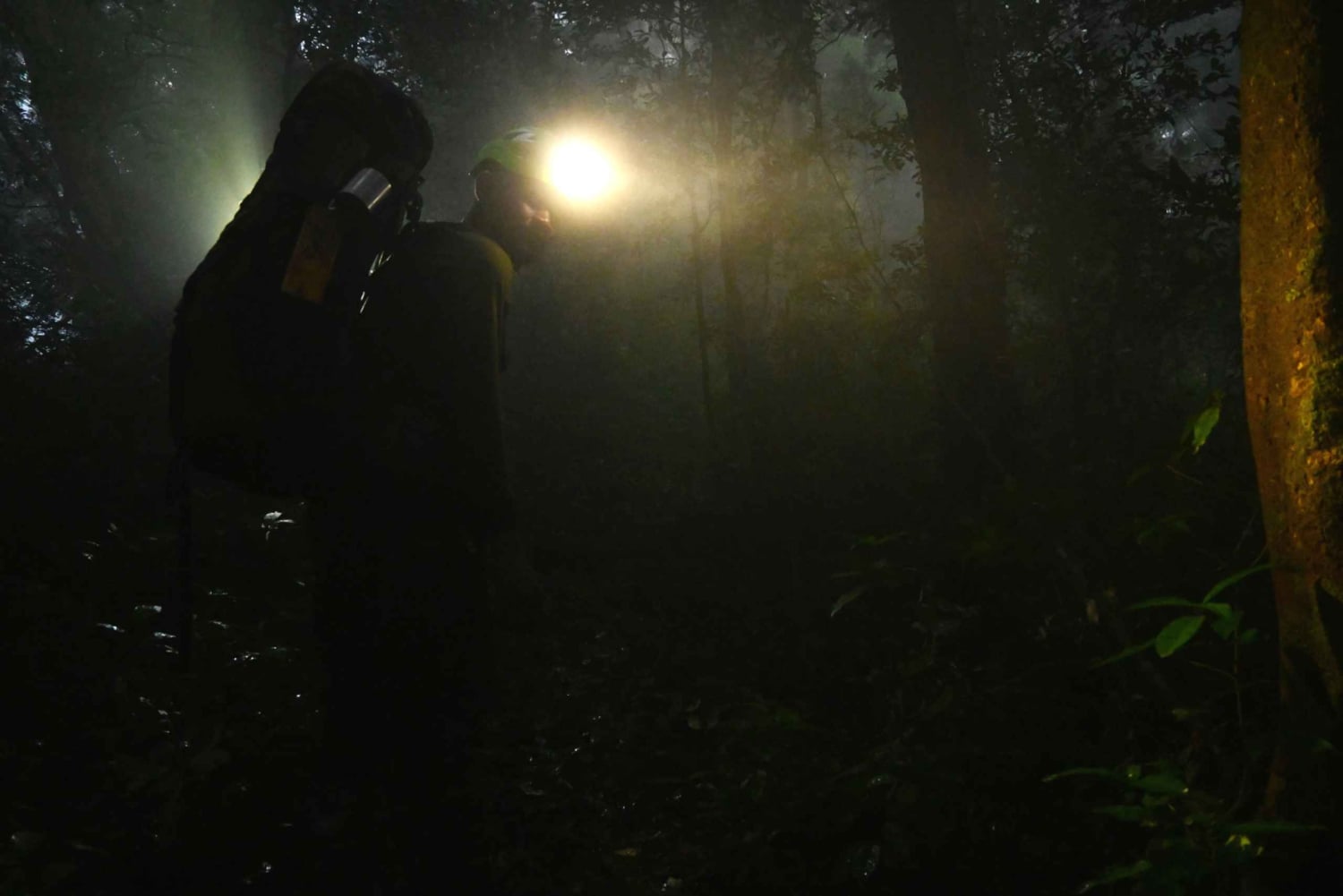 カウイタ：専門ガイドと行く夜の爬虫類ツアー
