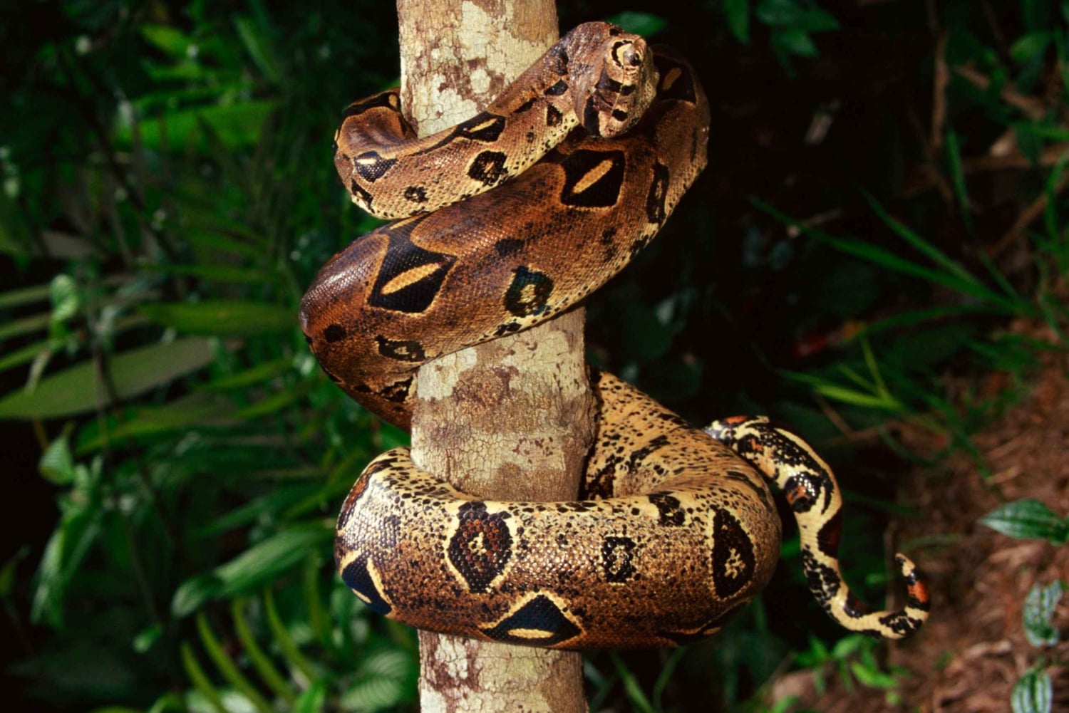 カウイタ：専門ガイドと行く夜の爬虫類ツアー