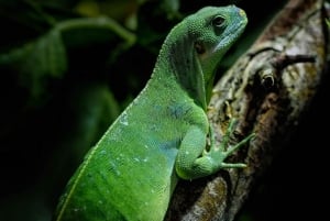 Cahuita: Night Reptile Tour with Specialist Guide