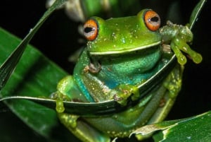 Cahuita: Night Reptile Tour with Specialist Guide