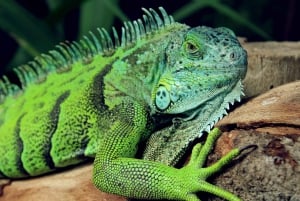 Cahuita: Night Reptile Tour with Specialist Guide