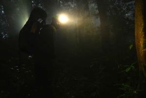 Cahuita: Night Reptile Tour with Specialist Guide