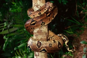 Cahuita: Night Reptile Tour with Specialist Guide