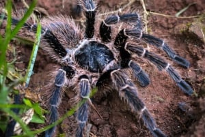 Cahuita: Night Reptile Tour with Specialist Guide