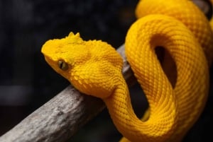 Cahuita: Night Reptile Tour with Specialist Guide