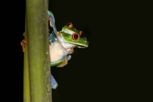 Cahuita: Night Reptile Tour with Specialist Guide