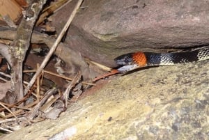 Cahuita: Night Reptile Tour with Specialist Guide