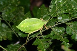 Cahuita: Night Reptile Tour with Specialist Guide