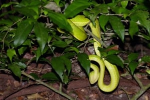 Cahuita: Night Reptile Tour with Specialist Guide