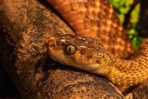 Cahuita: Night Reptile Tour with Specialist Guide