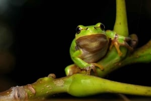 Cahuita: Night Reptile Tour with Specialist Guide