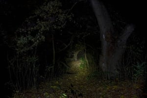 Cahuita: Night Reptile Tour with Specialist Guide