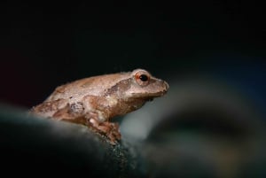 Cahuita: Night Reptile Tour with Specialist Guide
