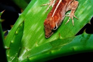 Cahuita: Night Reptile Tour with Specialist Guide