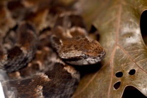 Cahuita: Night Reptile Tour with Specialist Guide