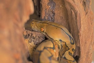 Cahuita: Night Reptile Tour with Specialist Guide
