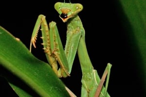 Cahuita: Night Reptile Tour with Specialist Guide