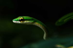 Cahuita: Night Reptile Tour with Specialist Guide