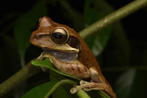 Cahuita: Night Reptile Tour with Specialist Guide