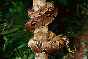 カウイタ：専門ガイドと行く夜の爬虫類ツアー