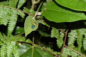 カウイタ：専門ガイドと行く夜の爬虫類ツアー