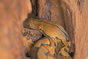 カウイタ：専門ガイドと行く夜の爬虫類ツアー