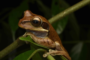 カウイタ：専門ガイドと行く夜の爬虫類ツアー