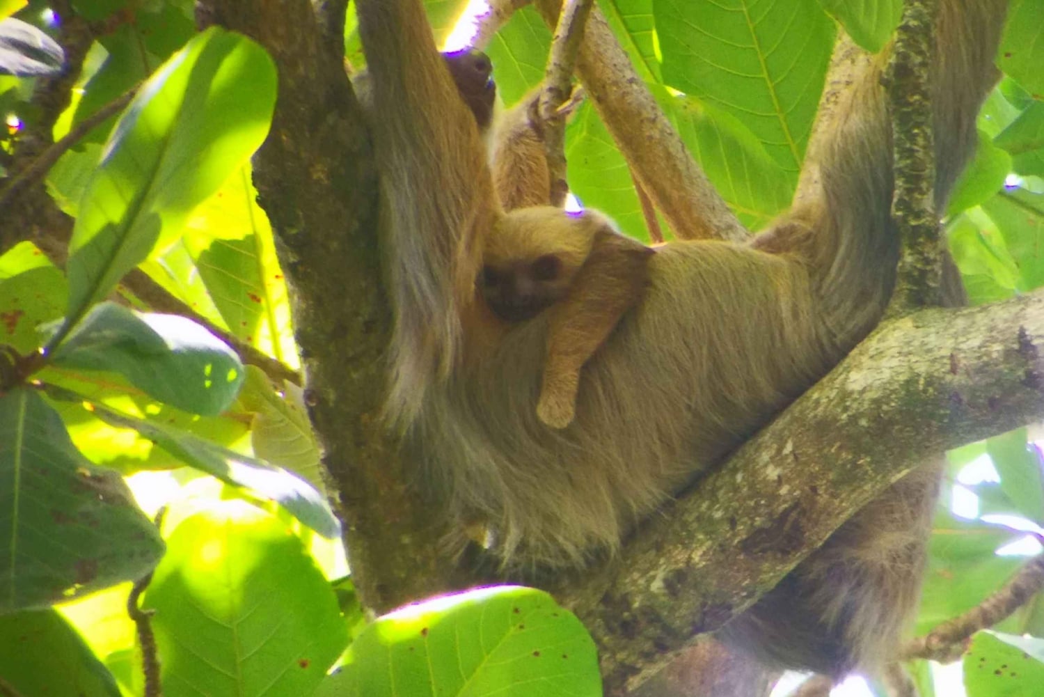 Cahuita: Sloth Watching Guided Tour in the Rainforest