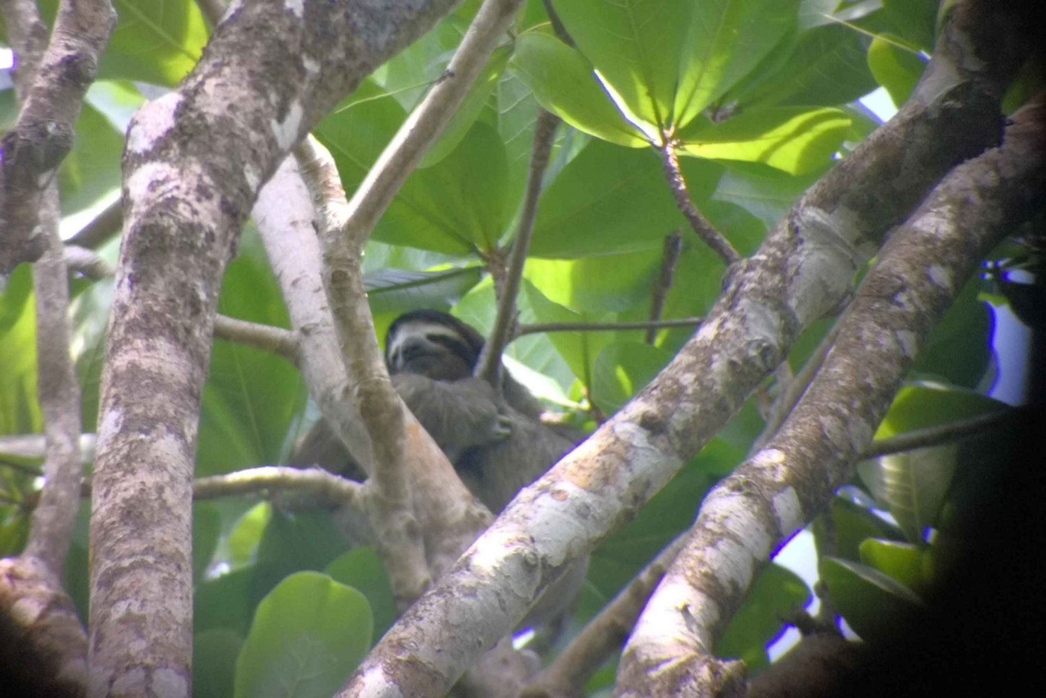 Cahuita: Sloth Watching Guided Tour in the Rainforest
