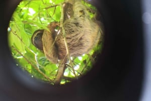 Cahuita: Geführte Tour zur Beobachtung von Faultieren im Regenwald