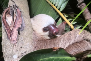 Cahuita: Sloth Watching Guided Tour in the Rainforest