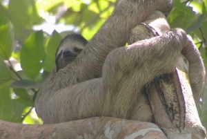 Cahuita: Sloth Watching Guided Tour in the Rainforest