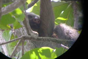 Cahuita: Sloth Watching Guided Tour in the Rainforest
