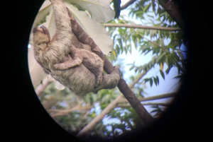 Cahuita: Sloth Watching Guided Tour in the Rainforest