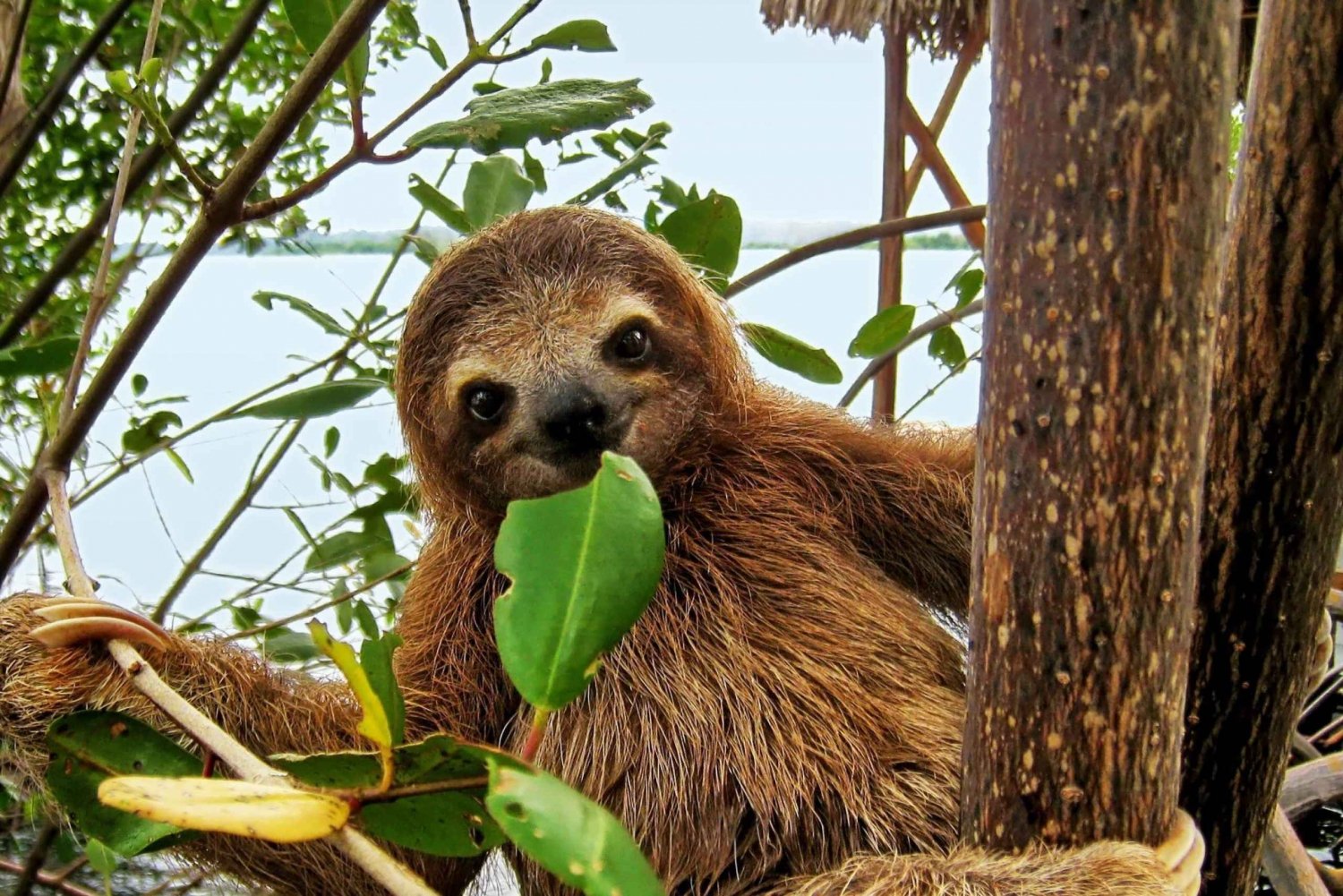 Cahuita: Sloth Watching Trail The Best Sloth Tour Costa Rica