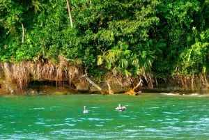 Cahuita: Snorkeling and Rainforest Hike Experience