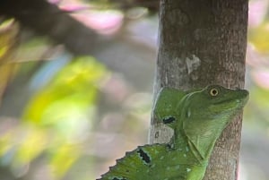 Cahuita: Walking Tour and Wildlife Sightseeing, Tour with Tour Guide