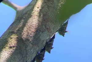 Cahuita: Walking Tour and Wildlife Sightseeing, Tour with Tour Guide