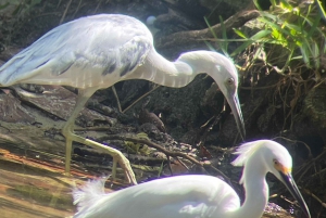 Cahuita: Walking Tour and Wildlife Sightseeing, Tour with Tour Guide