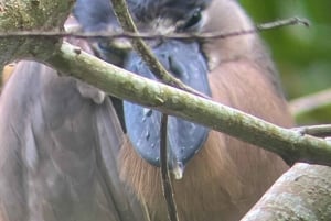 Cahuita: Walking Tour and Wildlife Sightseeing, Tour with Tour Guide